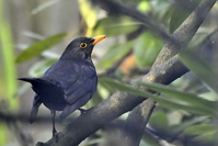 Turdus merula
